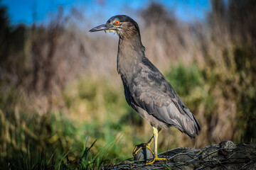 Black-crowned Night-Heron