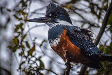 Ringed Kingfisher