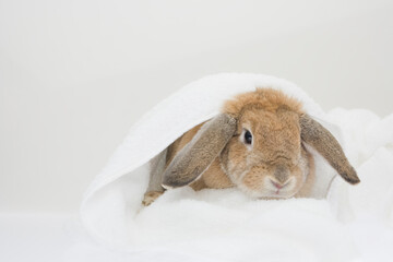 A cute brown bunny snugge under the blanket