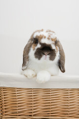 A cute rabbit on a basket