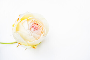 白い背景のバラの蕾/薔薇の花/切り取り用/切り抜き素材/ローズ