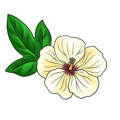 drawing flower of cotton , Gossypium isolated at white background, hand drawn illustration