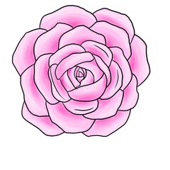 drawing flower of camellia isolated at white background, hand drawn illustration