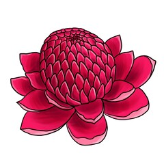 drawing flower of ginger isolated at white background, hand drawn illustration