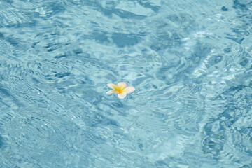 Fototapeta na wymiar Summer, relax and spa concept . Minimal nature background. frangipani flower in blue water in pool. 
