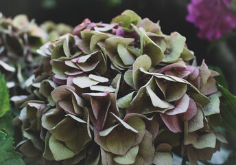 Detail of a discolored red hydrangea flower. Hydrangea flowers in the garden. Floral background. Vintage style image.