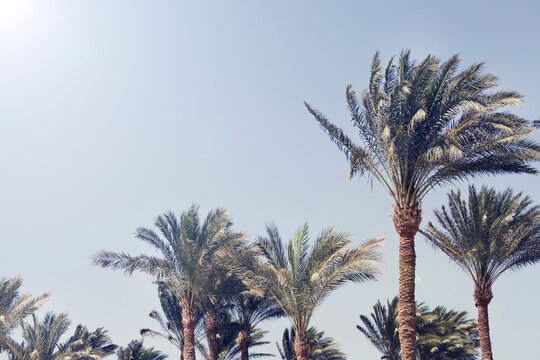 Palm trees against the blue sky. nature background. Travel tropical summer holiday concept. Vintage tone. copy space