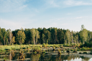 A swamp among dense forest and grass. Landscape on the screen saver