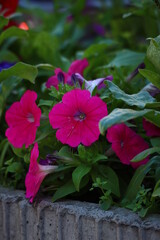 pink flowers in the garden