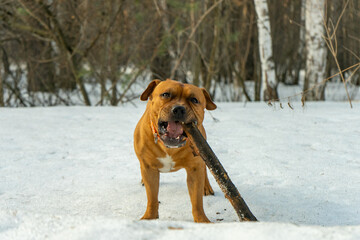 American Staffordshire Terrier of beige, orange shade