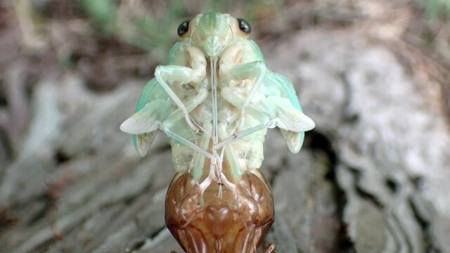 Tokyo,Japan - August 12, 2021: Closeup of a face of a brown cicada on a tree in the morning
