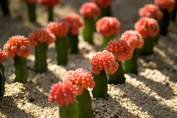 red cactus