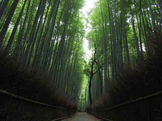 京都嵐山の竹林の小路