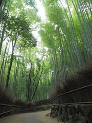 京都嵐山の竹林の小路