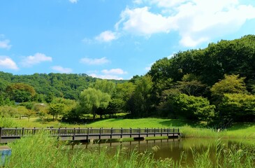Fototapeta premium 爽やかな青空 癒しの緑 風景