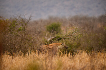 A solitary spotted hyena during sunrise on the grasslands of central Kruger National Park, South Africa