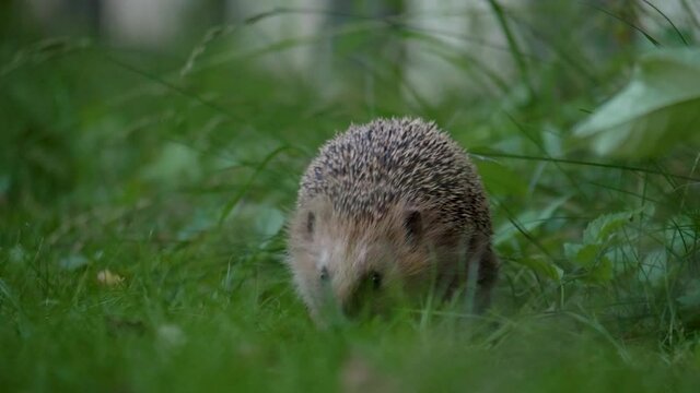 Cute hedgehog walking straight towards the camera in 4k