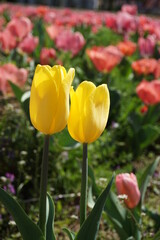 チューリップ（黄）