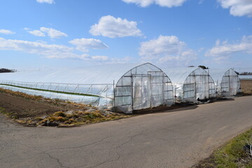 Obraz premium ビニールハウス 温室栽培
