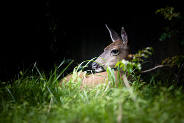 Deer