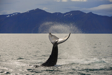 The tail of a humpback whale (Megaptera novaeangliae) during a whale watching excursion just north...