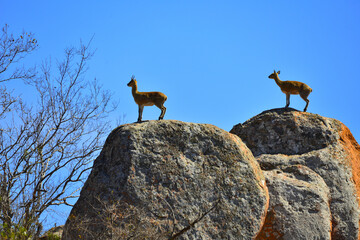 Two klipspringers (Oreotragus oreotragus) on rocky outcrops in southern Kruger National Park, South Africa