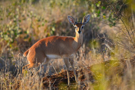 A steenbok (Raphicerus campestris) at dawn in southern Kruger National Park, South Africa