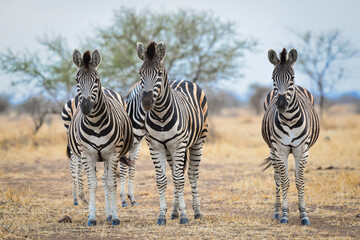 Fototapeta na wymiar Burchell's zebras (Equus quagga burchellii) on the dry grasslands of Kruger National Park, South Africa