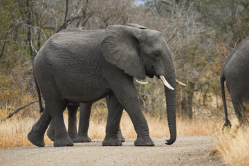 Fototapeta na wymiar A herd of African elephants (Loxodonta africana) crossing a secondary dirt road on the woodlands of central Kruger National Park, South Africa
