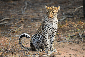 An african leopard (Panthera pardus pardus) sitting on the woodlands of the Greater Kruger area,...