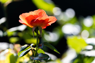 Red Rose
