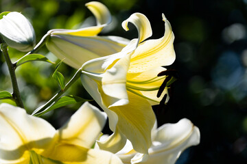 Lily
