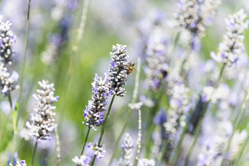 Bee Feasting on Lavender
