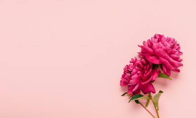 Blooming red burgundy pink peony flowers on a pastel pink background. Top view flat layout copy space