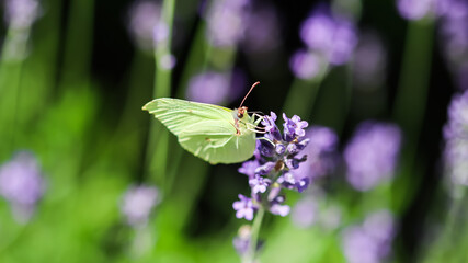 Beautiful yellow Gonepteryx rhamni or common brimstone butterfly on a purple lavender flower in a sunny garden.