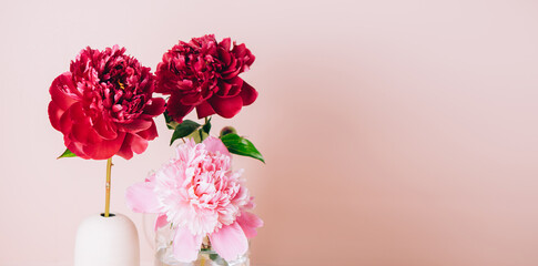 Red peony flower in a vase on a pastel pink background, copy space