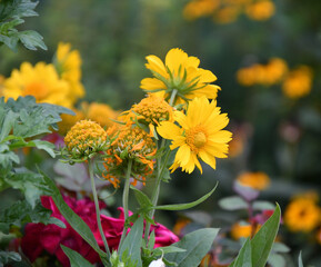 Yellow flower Heliopsis (Latin. Heliopsis) blooms in a summer garden 