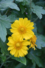 Yellow flower Heliopsis (Latin. Heliopsis) blooms in a summer garden 