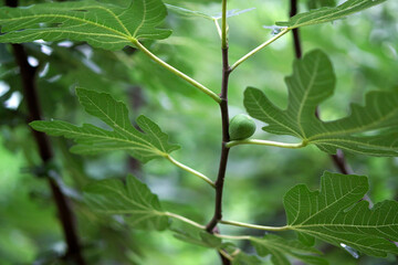 fig tree