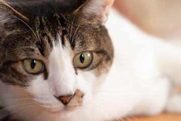 見つめる猫　キジトラ白