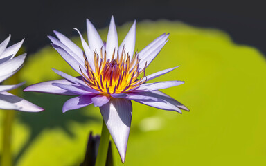 Purple tropical waterlily flower in the pond