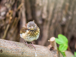 A fieldfare chick, Turdus pilaris, has left the nest and is sitting on a branch. A chick of...