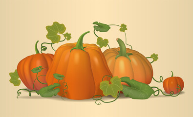 Pumpkins, autumn, pumpkin still life. Vector.