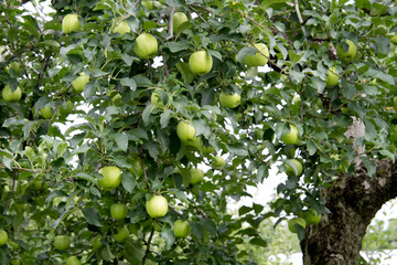 リンゴ　リンゴ畑