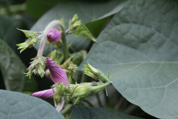 purple orchid flower