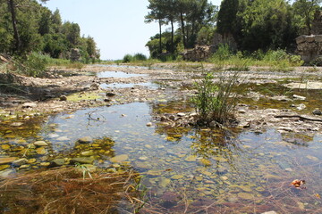 A picturesque stream flows to the sea through green trees.