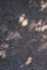 Abstract leaves  shadow background with light bokeh, natural leaves tree branch falling on texture for background and wallpaper, nature shadow.
