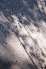 Abstract leaves  shadow background with light bokeh, natural leaves tree branch falling on texture for background and wallpaper, nature shadow.
