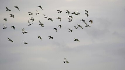 Cinematic track shot of many pigeons flying in slow motion against grey sky,4k - ornithology in the sky