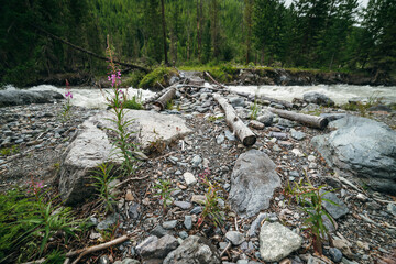Beautiful scenery with small pink flowers of fireweed on background of fast turbulent mountain river with log bridge in blur. Scenic landscape with blooming sally and wood bridge across mountain river